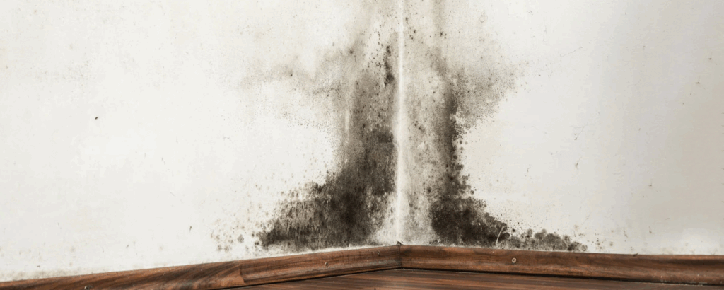 Moisture damage leading to mold growth in basement