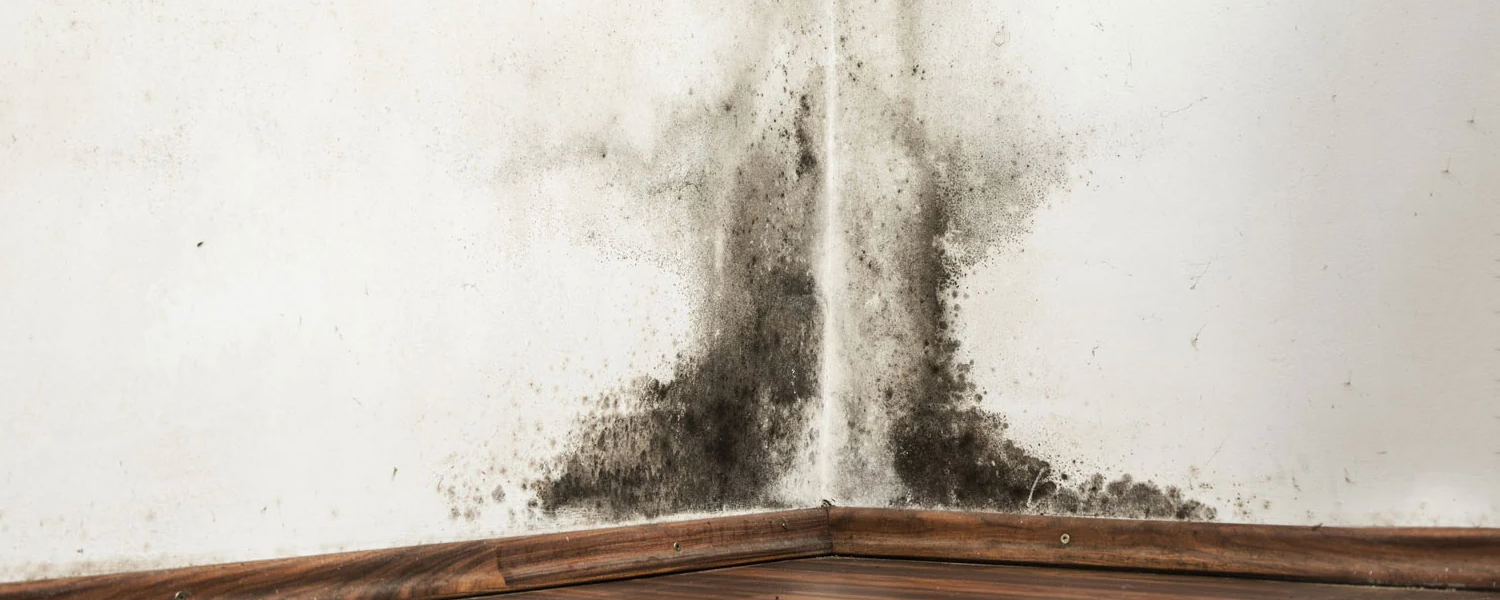 Moisture damage leading to mold growth in basement